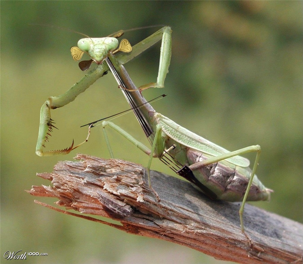 Playing Mantis