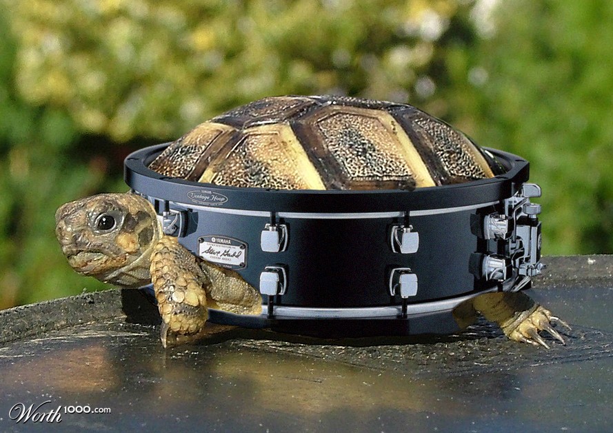 tambourin turtel