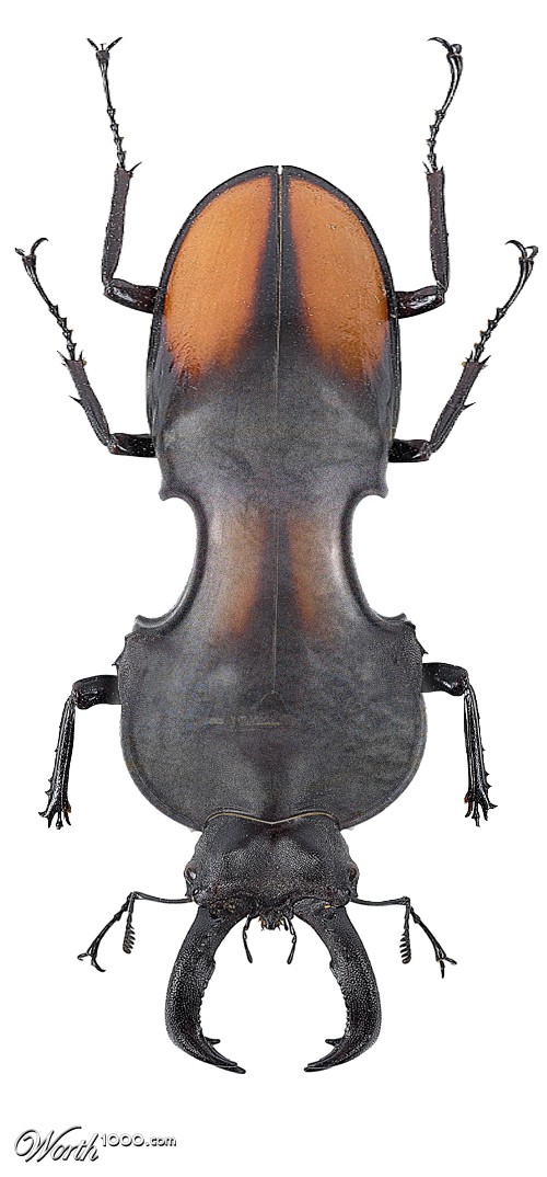Violin Beetle