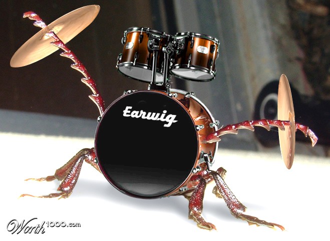 Ringo's Pet