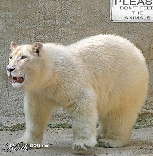 polar-tiger