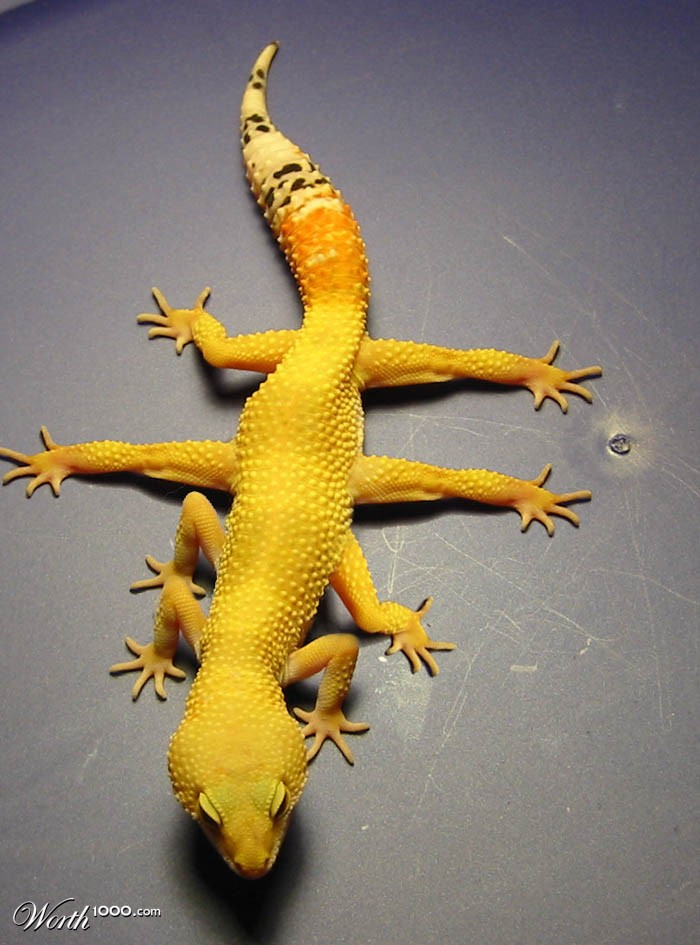 Spider Lizard