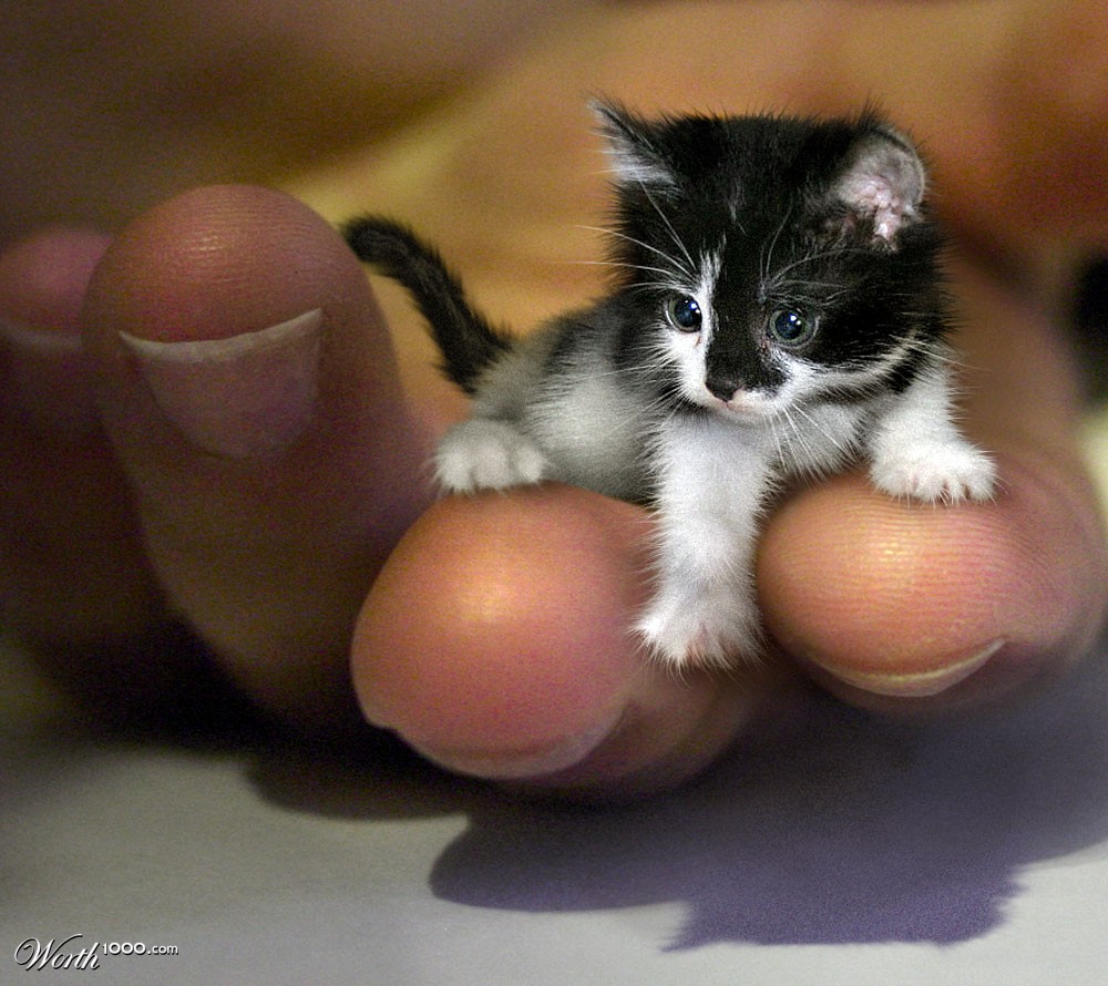 World's Smallest Kitten