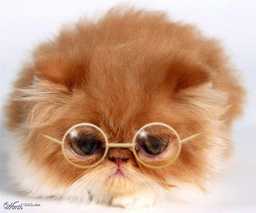 Smart Kitty