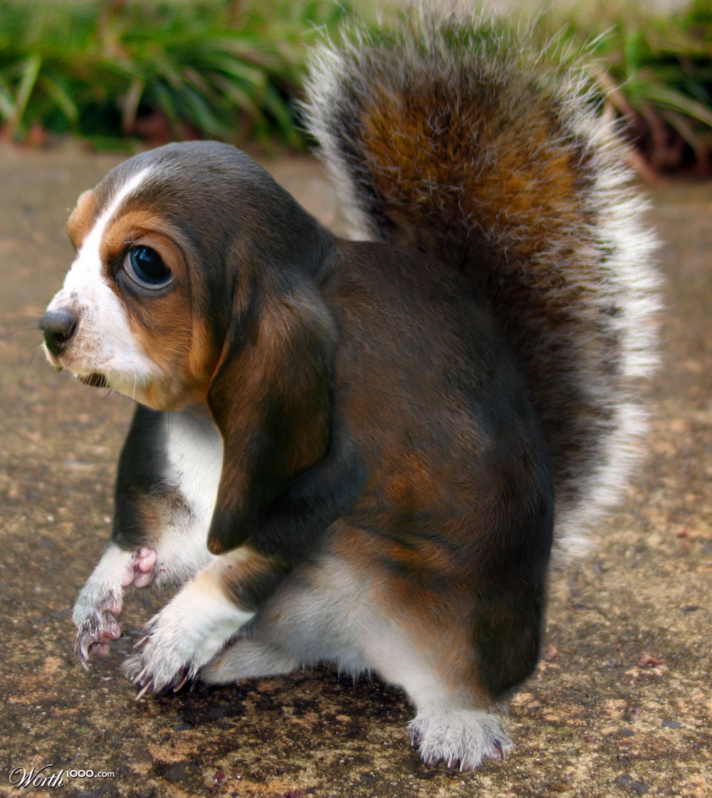 Puppydog squirrel
