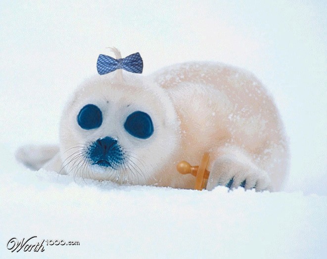 Baby Seal