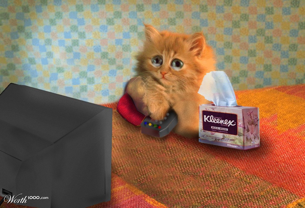 Sensitive Little Kitty