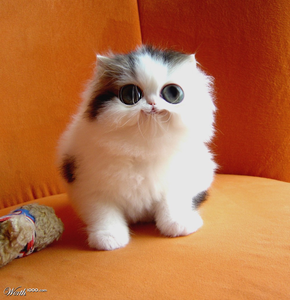 smiling kitten