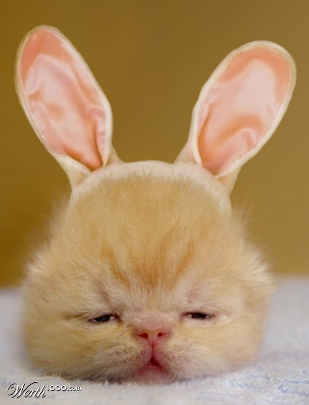 cute cat