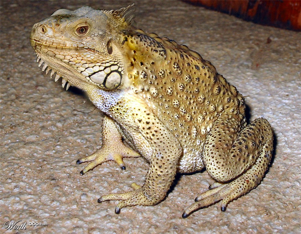 Igu-frog