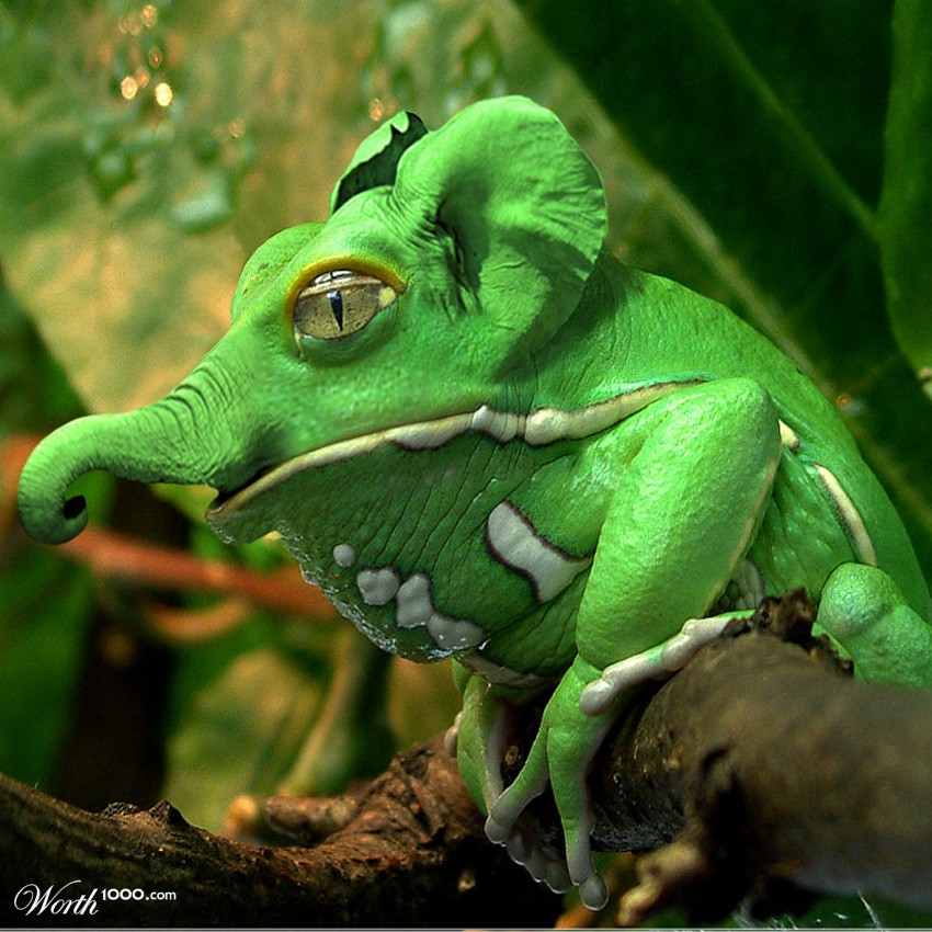 Elefrog