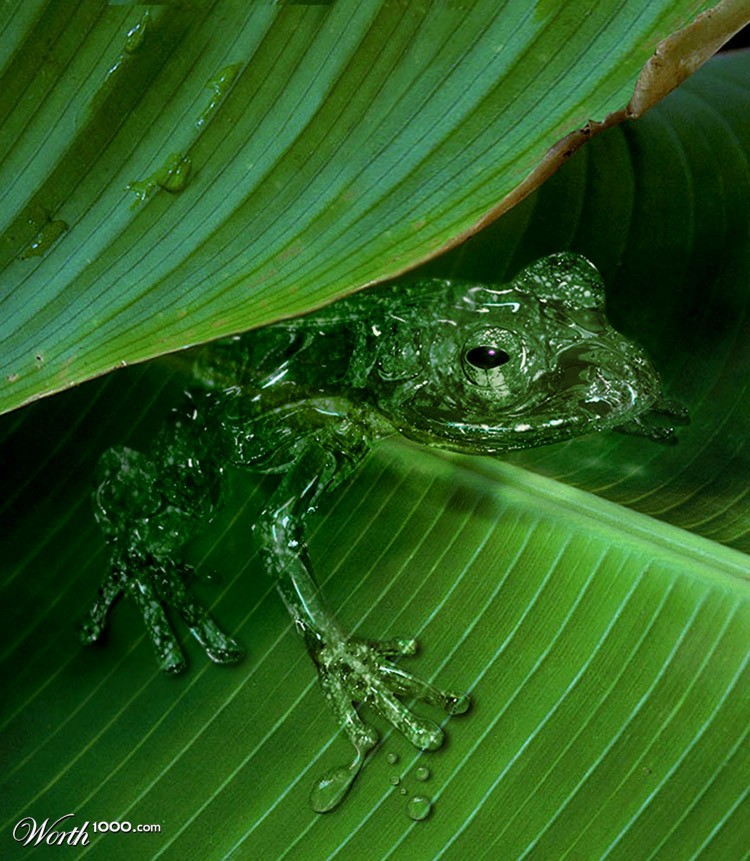 Rain Frog