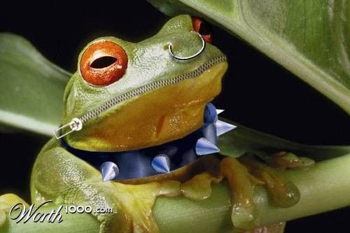 The Frog Punk