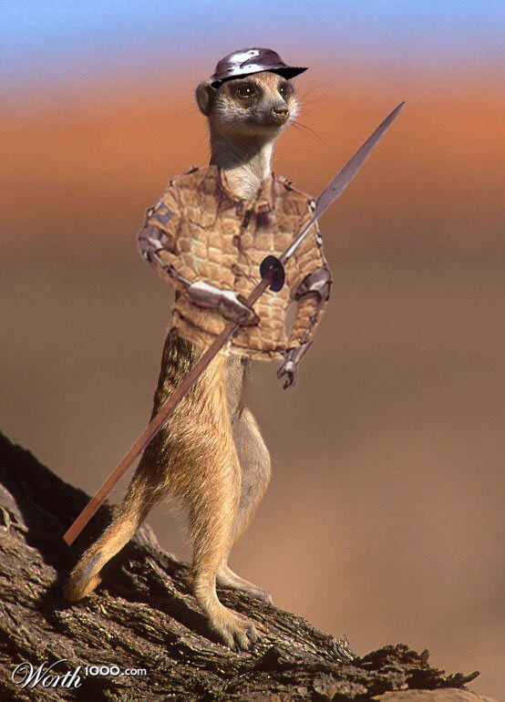 Meerkat in armes