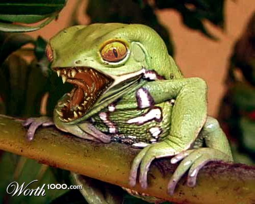 Fierce Frog