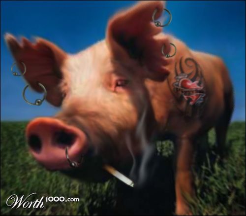 Pig