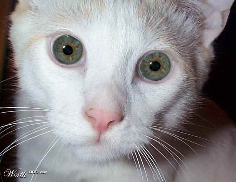 Here Kitty