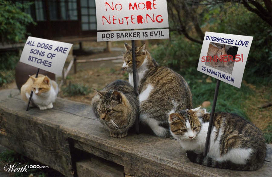 Feline Picketline