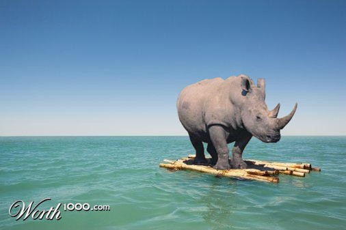 rhinoraft