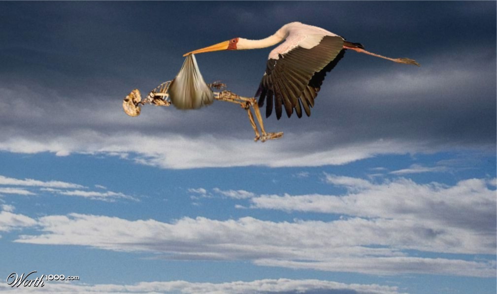 Late stork