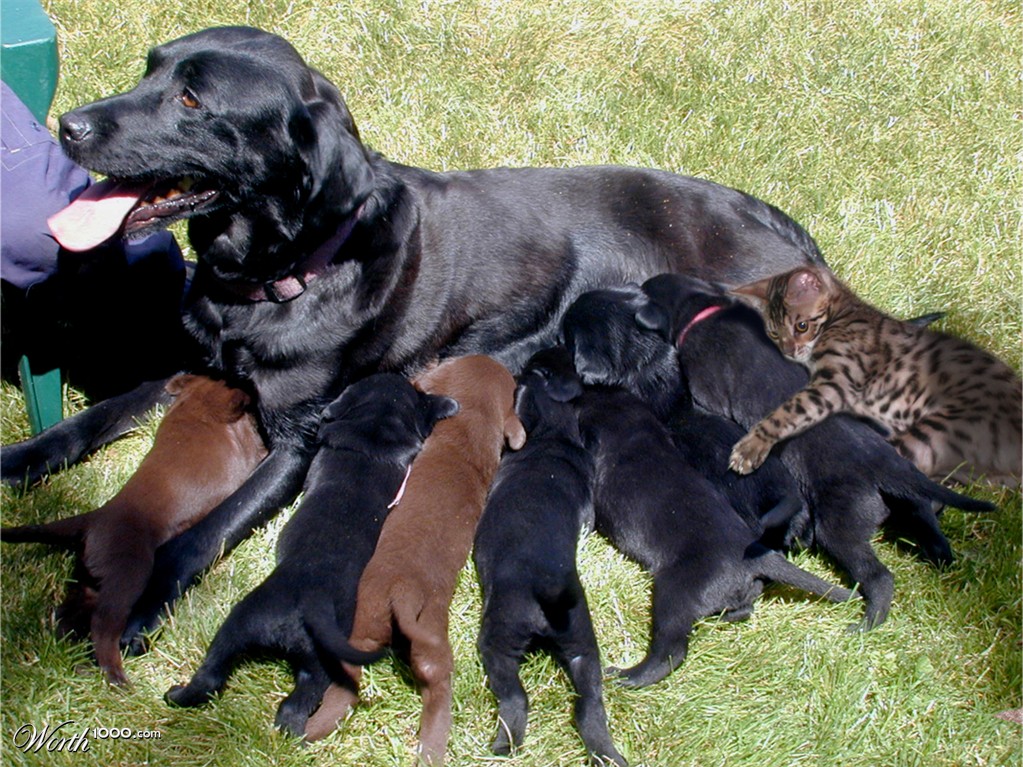 Puppies