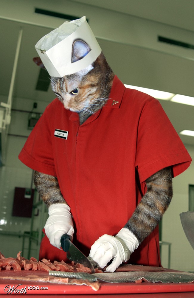 Meow Chef
