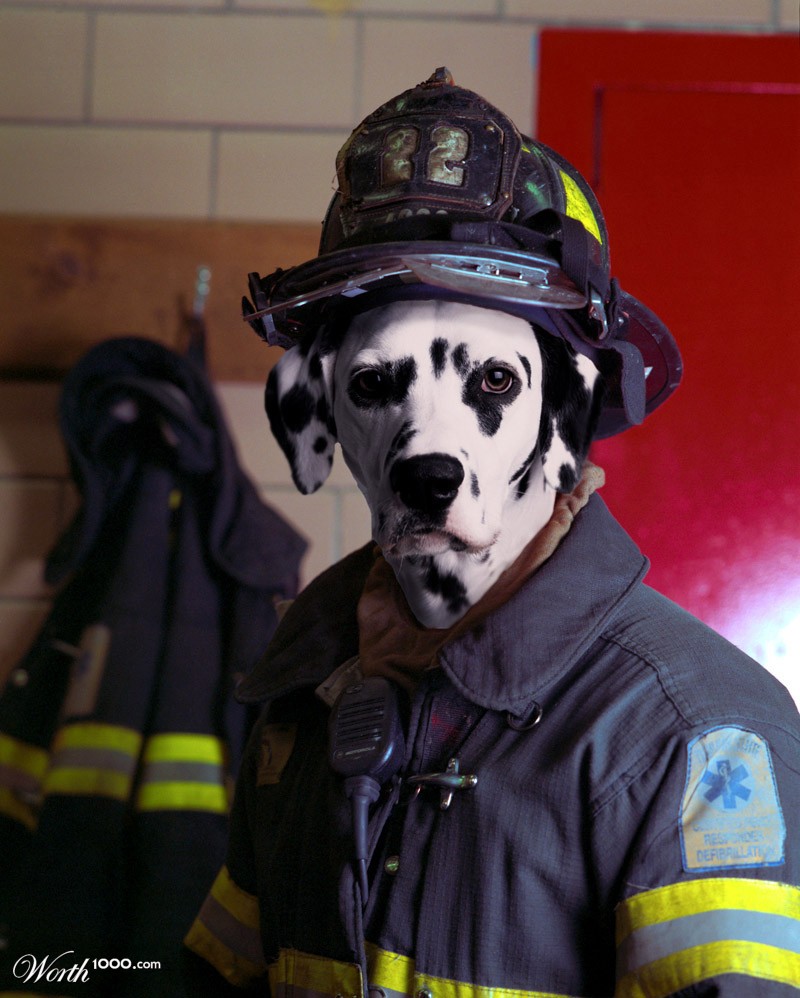Fire and Dalmation