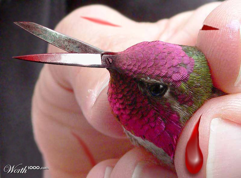 A Humingshear bird