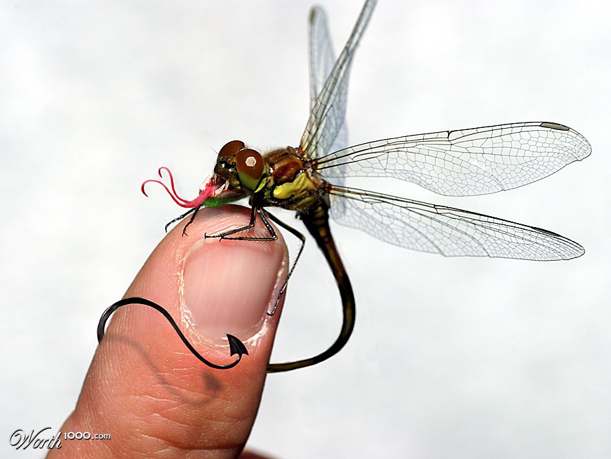 Evil Insect
