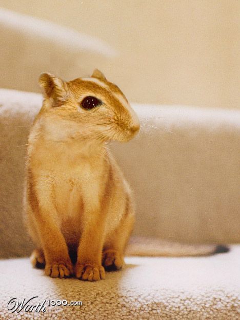 MouseCat