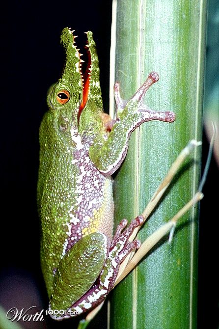 Frogodile