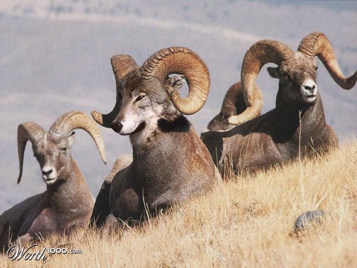 Big horn