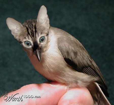 Cat-Bird