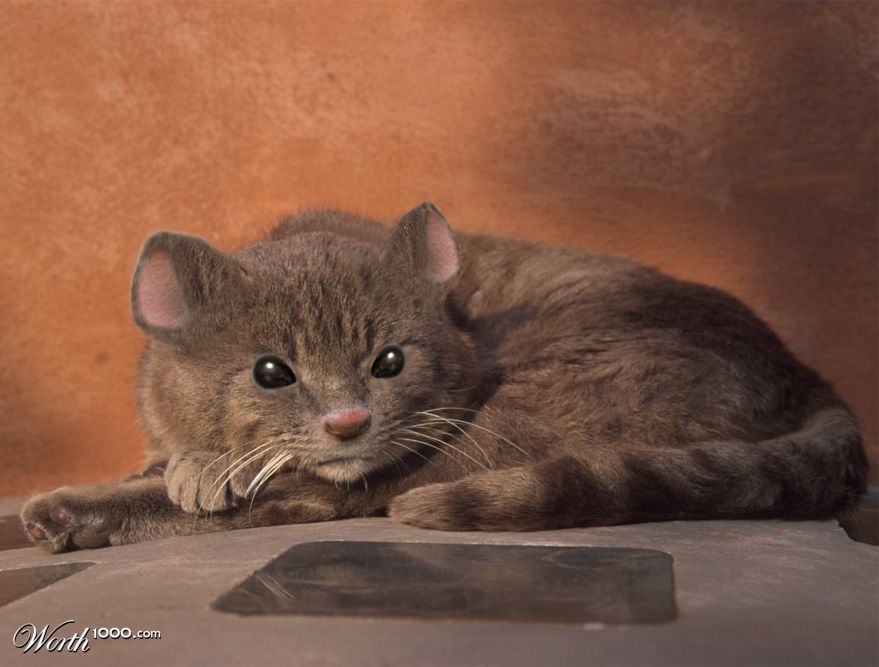 Cat-mouse