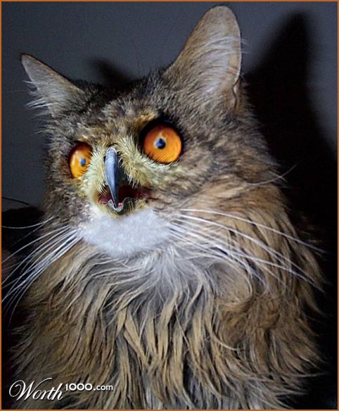 Owl and The manginacat