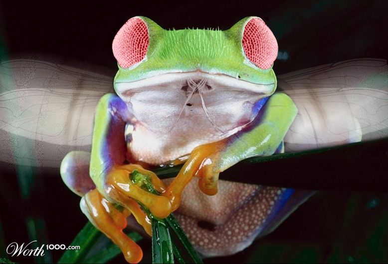 Frog Fly