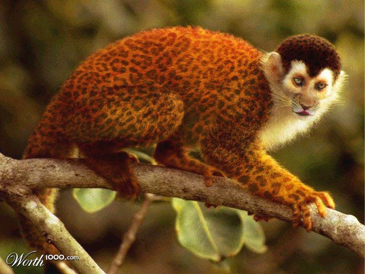 Leopard Monkey