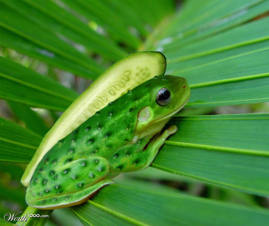 Frocumber