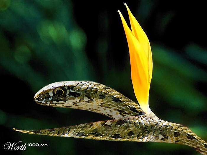 Snake Plant