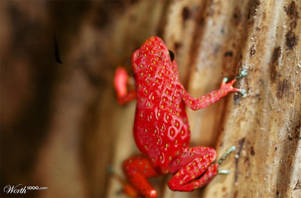 poison strawberry?