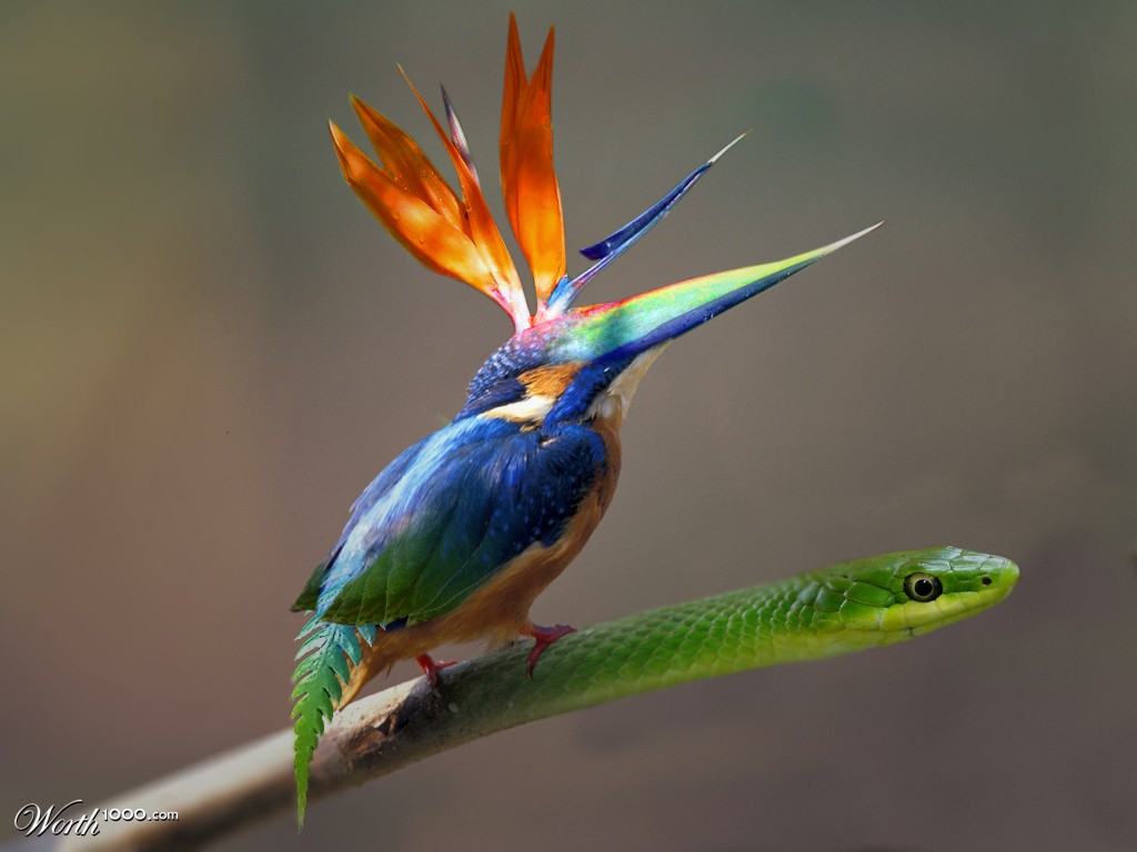 Bird & Snake
