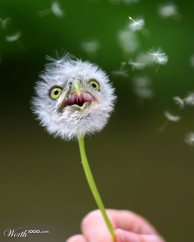 Dandeliowl