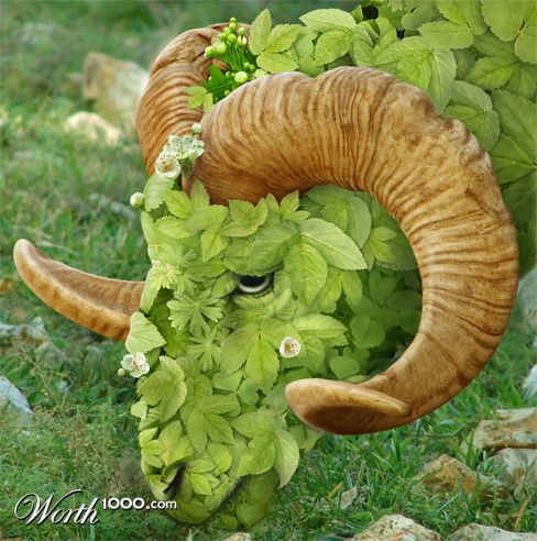 sheep