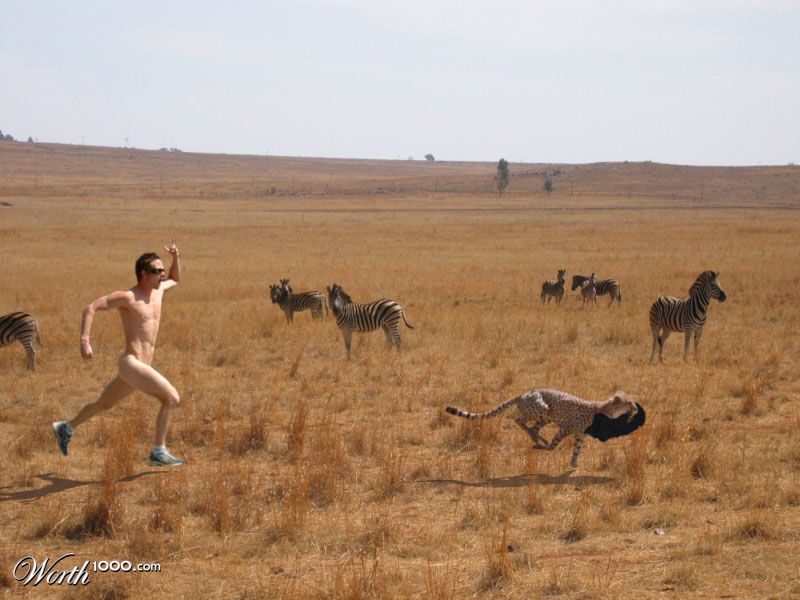 safari_run
