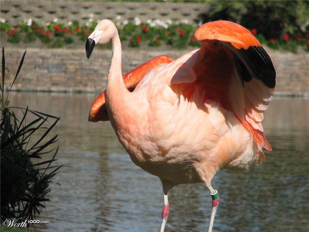 Frank "Fatty" Flamingo