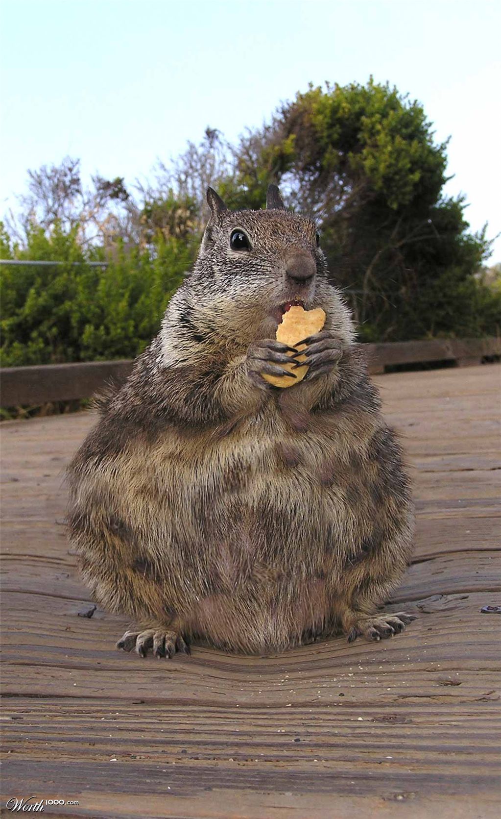 Fat Boy