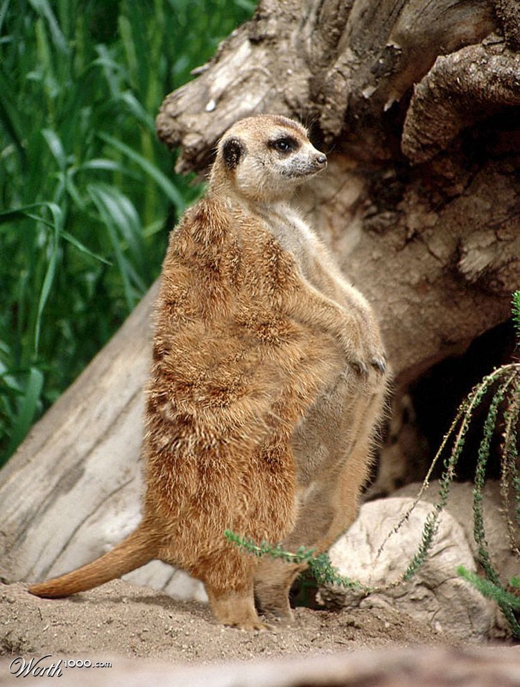 Meerfat