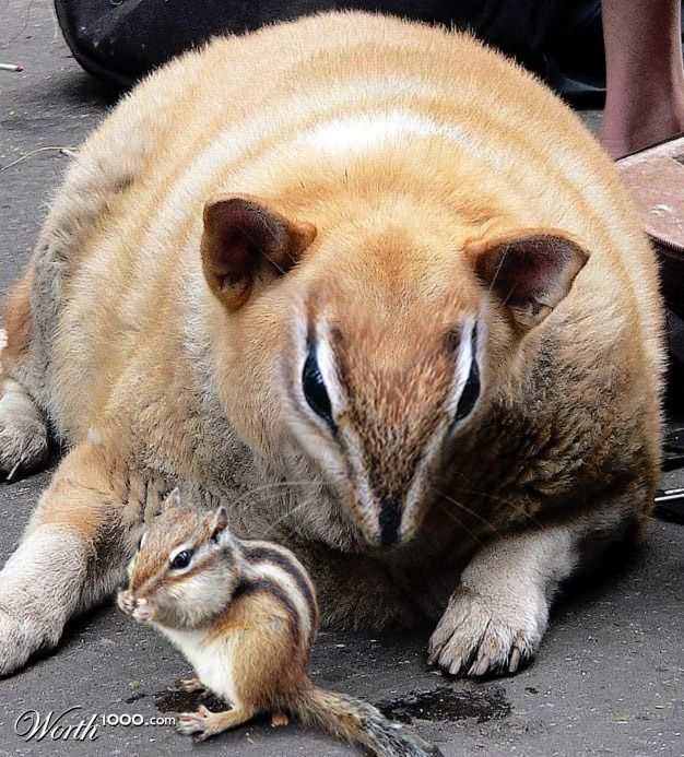 chip and dale