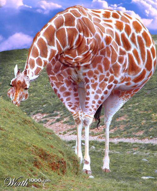 Chubby Giraffe