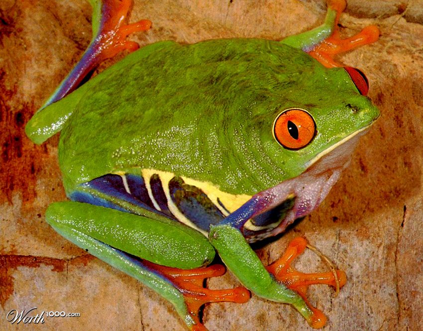 Ribbitt...Burp